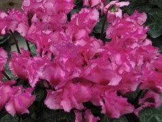 シクラメン‘ピエーノローザ®’