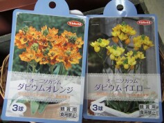 オーニソガラムの球根