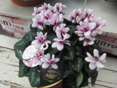 八重咲きシクラメン‘フェアリーピコダブル’