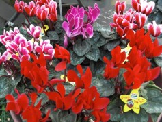 ミニシクラメン