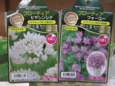 ブローディアの球根