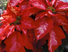 ポインセチア