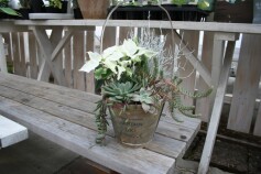 ユーフォルビア‘キシロビロイデス’