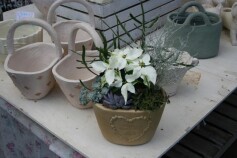 清楚な色合いの寄せ植え