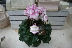 シクラメン‘ミニオンブランシュ’