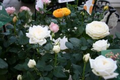 四季咲き中大輪バラ‘フォーエバー’