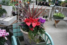 超！豪華な寄せ植え