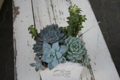 多肉の寄せ植え