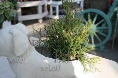 リプサリス　バッシフェラ