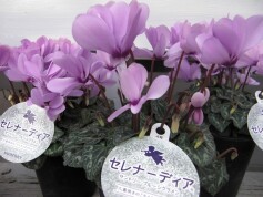 ラベンダー色のシクラメン