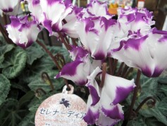 紫のシクラメン