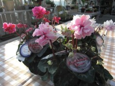 シクラメン‘ローゼス’