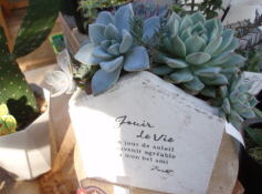 多肉植物セール！