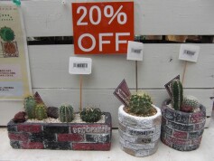 サボテンもＳＡＬＥ♪