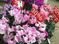 シクラメンもセール