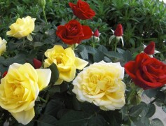 スタッフＮより