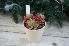 多肉植物‘オーロラ’