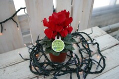 ガーデンシクラメン