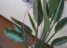 もしかして・・・