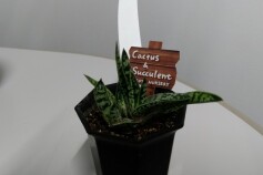 ガステリア　カエスピトーサ