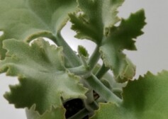 カランコエ・ベハレンシス（仙女の舞）