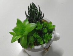 ハオルシアの寄せ植え