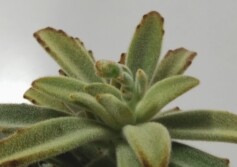 カランコエ属チョコレートソルジャー