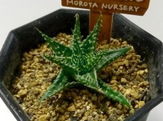 アロエ・ハオルチオイデス