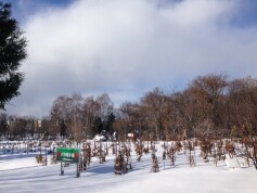 冬のバラ見本園