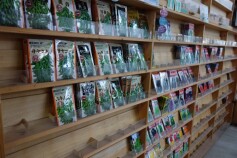 種が続々入荷しています☆
