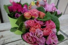 プリムラ　パティシエールシリーズ