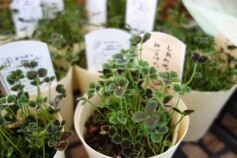 よつばのクローバー　‘しあわせみぃつけた’