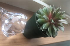 センペルちゃん