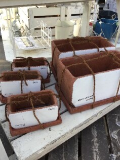 ブロンクスポット