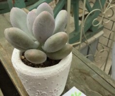 多肉　パキベリア　ブルーヘイズ