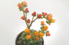 エケベリアの花