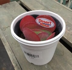 デザートローズ