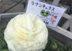 ボリューム満点！