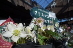 クリスマスローズ