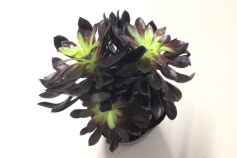 アエオニウム属　黒法師