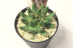 マミラリア属　金星