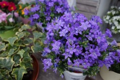 カンパニュラ‘オーシャン’