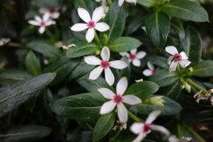 ニチニチソウ　‘フェアリースター’