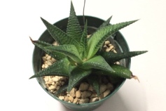 ハオルチア属　リミフォリア