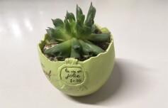 初めましてMです