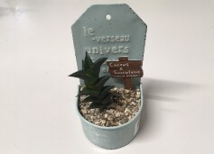 多肉植物　ビスコサ