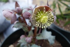 クリスマスローズ　‘ステルニー　ビバ’