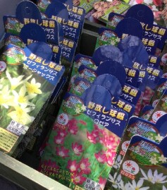 春植え球根