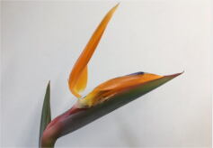 もしかして・・・Part.4