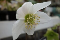 クリスマスローズ　‘ニゲル　マーブル’